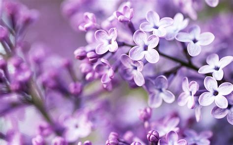 Cute Purple Flower Backgrounds