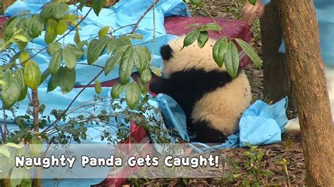 Naughty Panda Gets Caught Ipanda Youtube