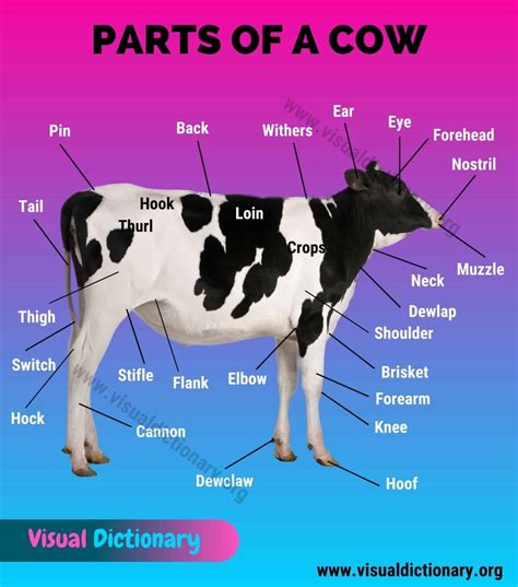 Cow Anatomy Different External Parts Of A Cow With Useful Picture