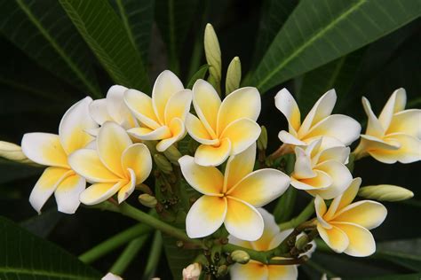 Hawaiian Flower Identification For Beginners Earthpedia