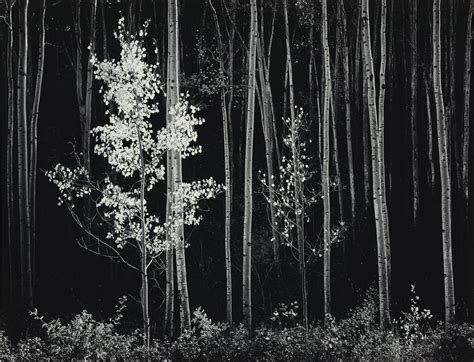 Ansel Adams 1902 1984 Aspens New Mexico 1958 Christies