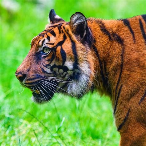 Close Up Of A Sumatran Tiger Stock Image Image Of Emotion Asia