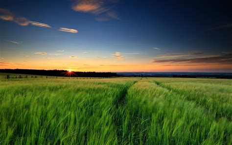 壁纸 自然景观，绿草如茵，麦田，日落，黄昏，天空 1920x1200 Hd 高清壁纸 图片 照片