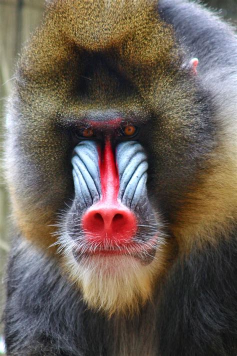 Mandrill An Old World Monkey The Mandrill Scientific Name