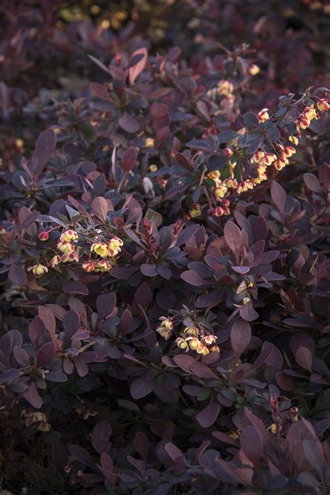 Lava Nugget Barberry Plant Library Pahls Market Apple Valley Mn