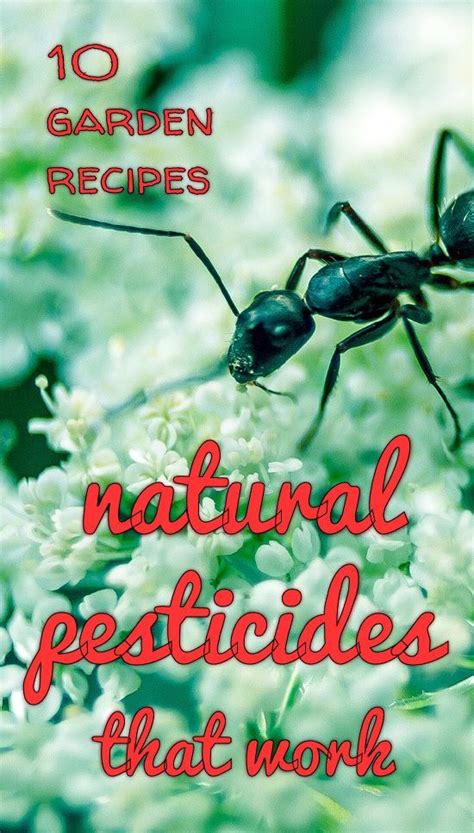10 Garden Recipes For Natural Pesticides That Work Nature Holds The