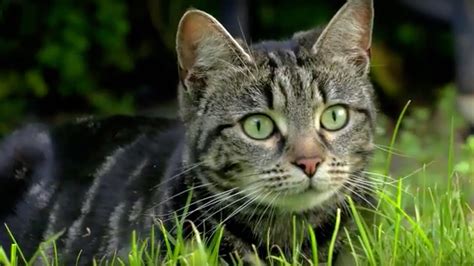 Sometimes accompanied by a chirp, squeak or faint cry, the chatter is thought to be an indicator of a cat's predatory excitement and of her stress at not being able to get to the prize. Why Do Cats Hunt? | Cats Uncovered | BBC Earth - YouTube