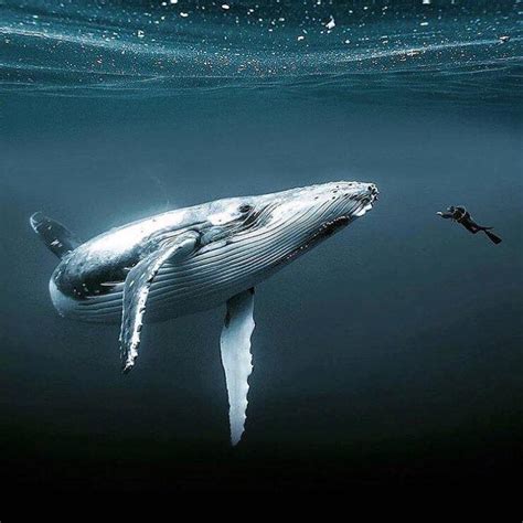 Comment S Appelle La Femelle De La Baleine - Réseau-Cétacés – [ Pour bien commencer la semaine : savez-vous que