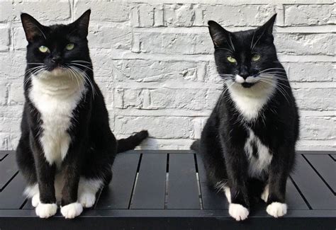 In other words, these cats have a solid black coat with white color restricted to certain parts. A Tribute to Tuxies and their 'Tuxitude' - The Purrington Post
