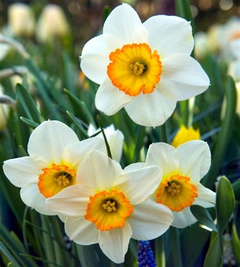 Narcissus Flowers Pictures Best Flower Site