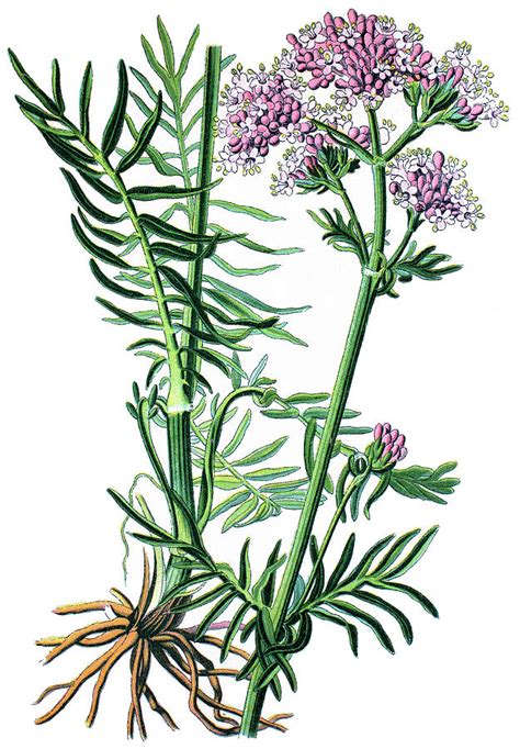 Дейн дехаан, кара делевинь, итан хоук и др. Valerian, Valeriana officinalis Drawing by Bildagentur-online