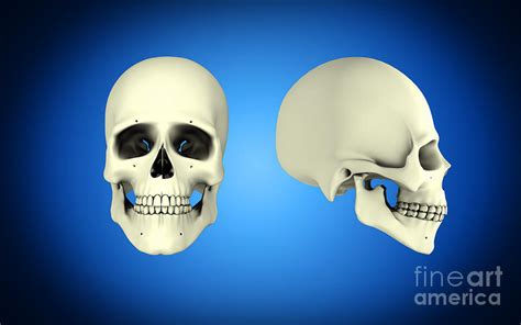 Front View And Side View Of Human Skull Digital Art By Stocktrek Images