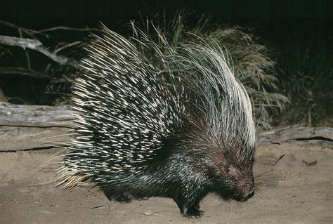 South African Porcupine Photograph By Tony Camachoscience Photo