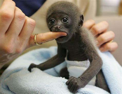 Animals Talk Cute Baby Monkeys