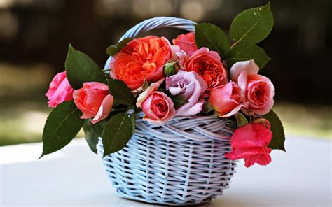 Basket Beauty Emotions Flowers Gardens Life Love Nature Romance Roses