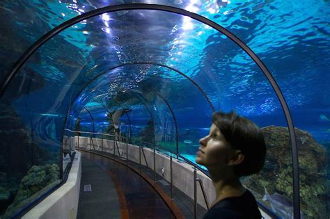 Aquarium De Barcelona ¡conoce Los Secretos Del Mar Pequeviajes
