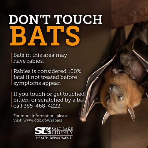 Do Not Touch Rabies Detected In Salt Lake County Bats Kutv