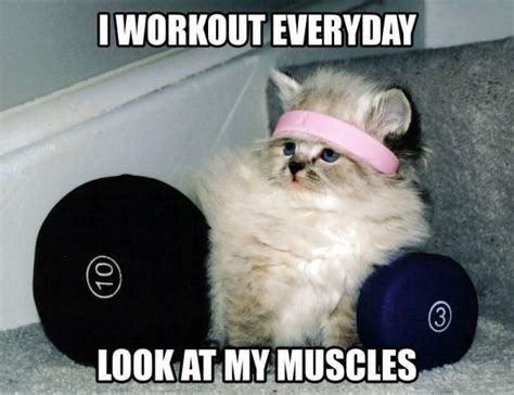 Thechive Workout Memes Cats Funny Animals