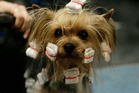 The good old messy updo is always there to save you from bad hair days. Dogs Have Bad Hair Days Too - Dog Hairstyles - Zimbio