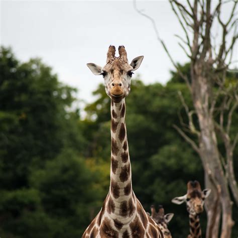 Africa African Giraffe Panoramic View Safari Wild Animal Wild
