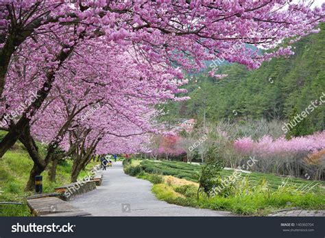 Beautiful Sakura Garden Wuling Farm Taiwan Stock Photo 140360704