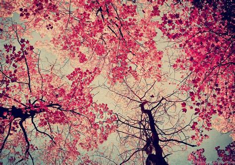 Pink Trees Wallpapers Top Free Pink Trees Backgrounds Wallpaperaccess