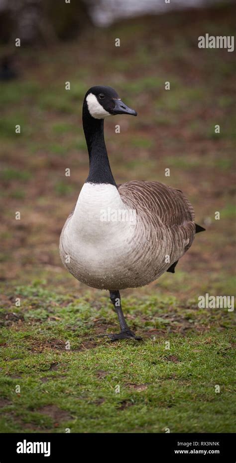 Goose On Land Hi Res Stock Photography And Images Alamy