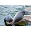 Ringed Seals  Characteristics Habitats Reproduction And More