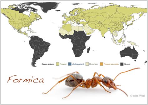 Mapping The Ants Of The World Your Wild Life