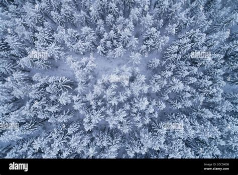 Boreal Coniferous Forest Hi Res Stock Photography And Images Alamy