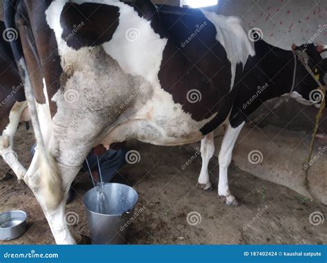 Granjero Indio Sacando Leche De Vaca Foto De Archivo Imagen De Bebida