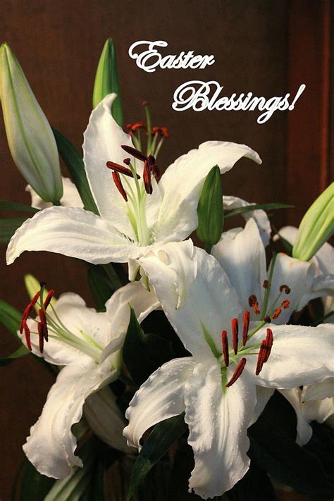 Easter Blessings Lily Photograph By Rosanne Jordan Fine Art America