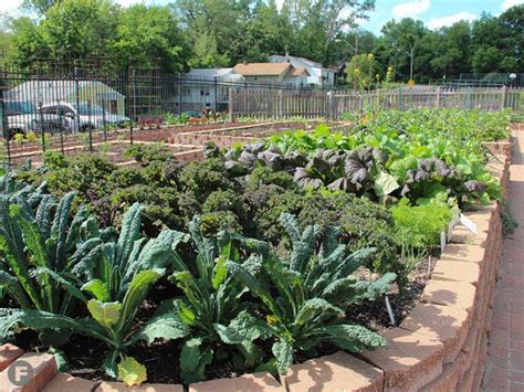 Kansas City Community Gardens Hopes To Feed A City Through Gardening
