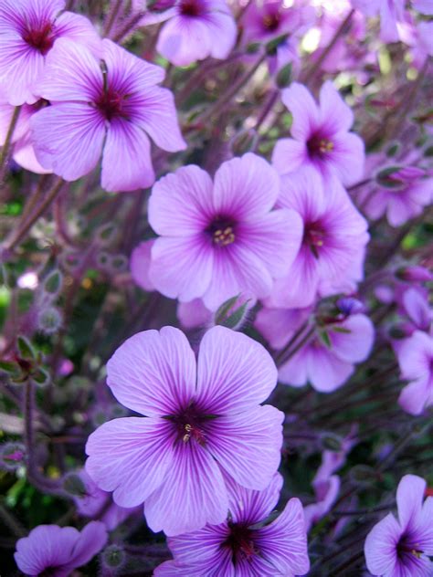 purple-flowers_7643150226_o - One Love Ministries