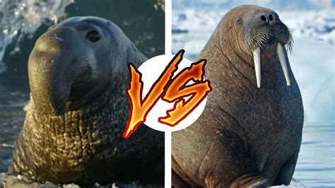 Морской слон против Моржа | Versus - YouTube