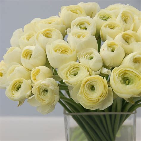 Maybe you would like to learn more about one of these? Flowers in Season: January | BridalGuide