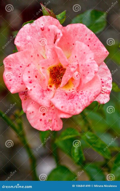 Pink Rose Flower With Red Spots Stock Image Image Of Colorful Dots