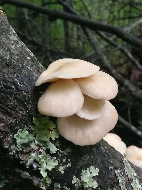 The Best Trees To Know For Mushroom Foraging Realest Nature