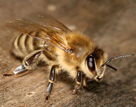 Honey Bees Species Suitable For Honey Making ~ All About Petsnvets In