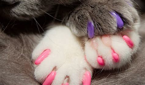 Alternatives To Declawing Your Cat Mcqueen Animal Hospital