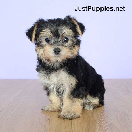 Animals are not listed for sale on amazon. Puppies for Sale - Orlando FL - Justpuppies.net | Puppies for sale, Puppies, Cute dogs