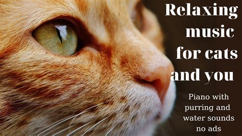 Relaxing Music For Cats And You Water And Purring Sounds Music Therapy For Cats And You No