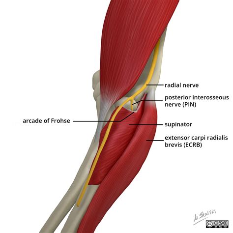 Detail Musculus Extensor Carpi Radialis Longus Koleksi Nomer 10