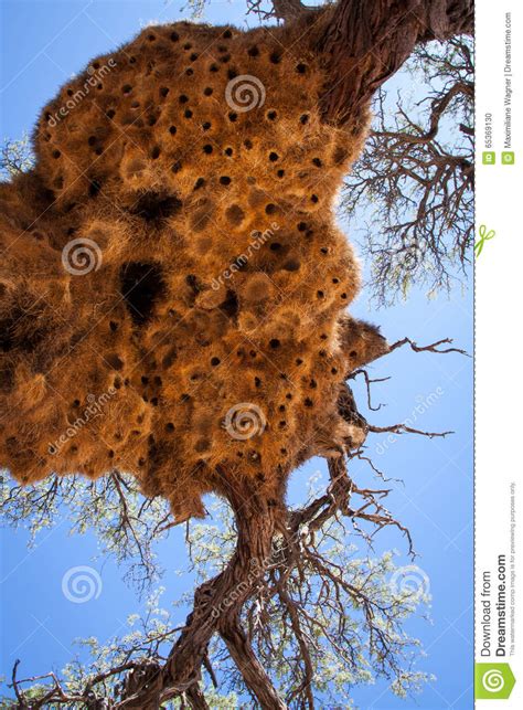Giant Weaver Bird Nests In African Tree Namibia Stock Photo Image Of