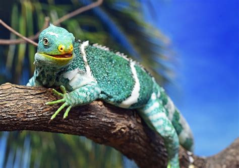 Reptile World Facts Top 10 Fiji Crested Iguana Facts Brachylophus