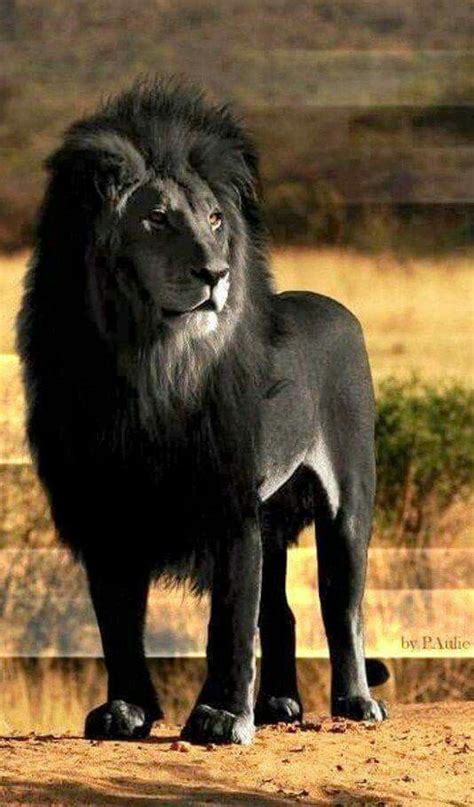 Melanism Lion Skin And Fur All Black Majestic Animals Animals