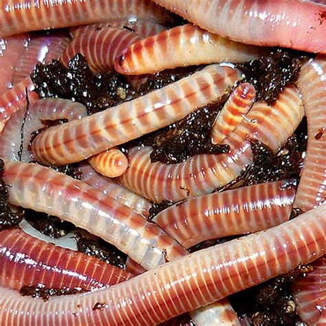 Characteristics of a nightcrawler worm. 2 LBS European Nightcrawlers | Worms4Earth - Worms For ...