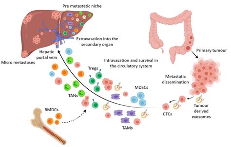 The Metastatic Cascade In Colorectal Cancer Fate Of Circulating Tumour