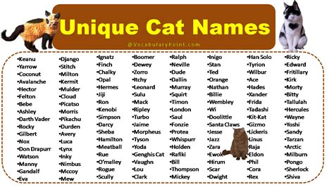 150 Unique Cat Names In English Black Gray And Kitten Vocabulary Point