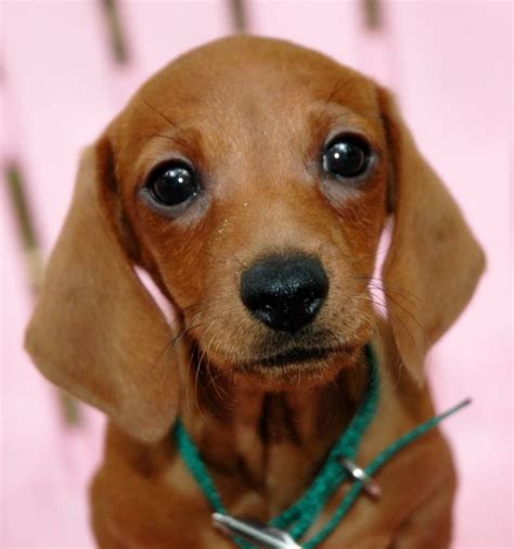 Sweet Little Sausage Dog Dachshund Cute Baby Animals Pinterest